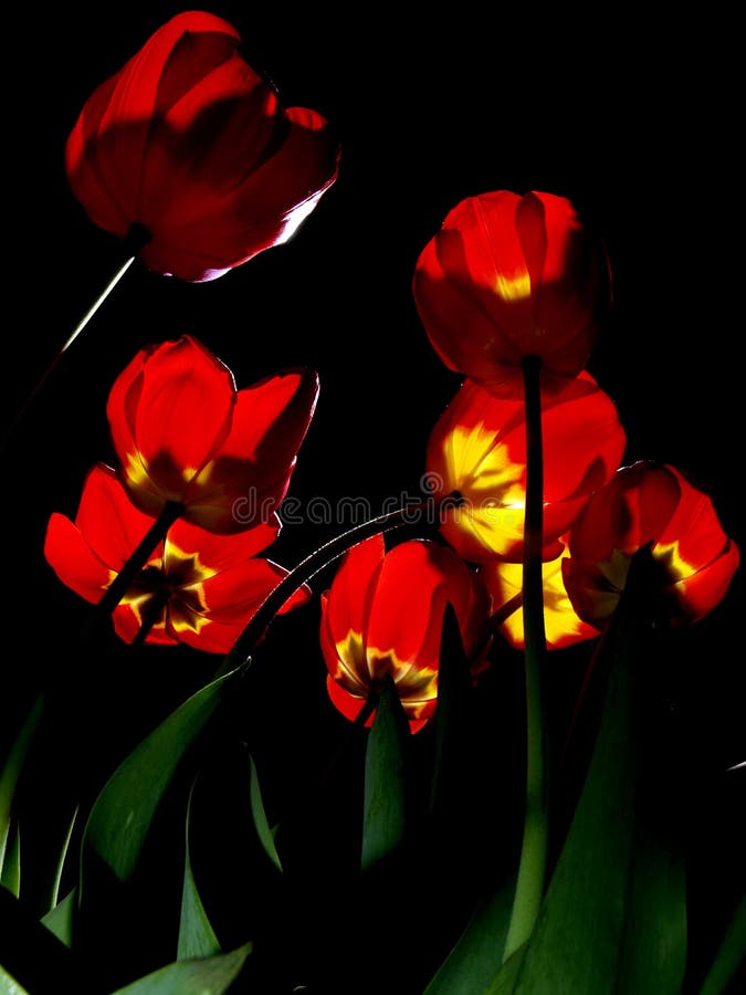 Group of red tulips illuminated on black background. Group of red tulips illuminated on black background