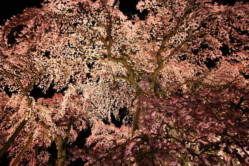 Illuminated cherry tree, Nema is MiharuTakizakura, Fukushima, Japan. Illuminated cherry tree, Nema is MiharuTakizakura, Fukushima, Japan