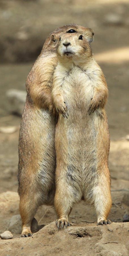 A Prairie Dog snuggles behind his mate in a protective gesture. A Prairie Dog snuggles behind his mate in a protective gesture.