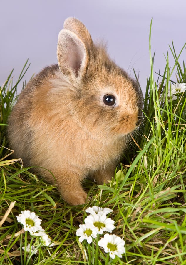 Baby easter bunny looking shy in spring grass. Baby easter bunny looking shy in spring grass