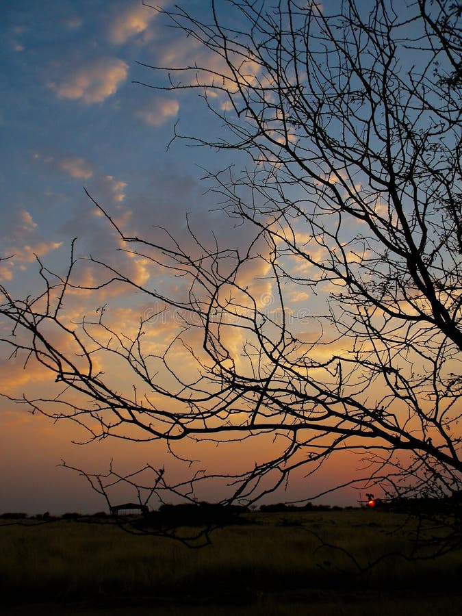 A sunset witnessed through the branches. A sunset witnessed through the branches.