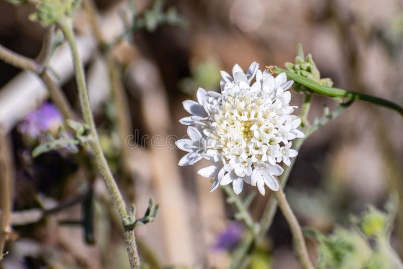 Закройте вверх wildflower pincushion fremont fremontii Chaenactis или pincushion пустыни, парка штата пустыни Anza Borrego, стоковые фотографии rf Закройте вверх wildflower pincushion fremont fremontii Chaenactis или pincushion пустыни, парка штата пустыни Anza Borrego, стоковые фотографии rf