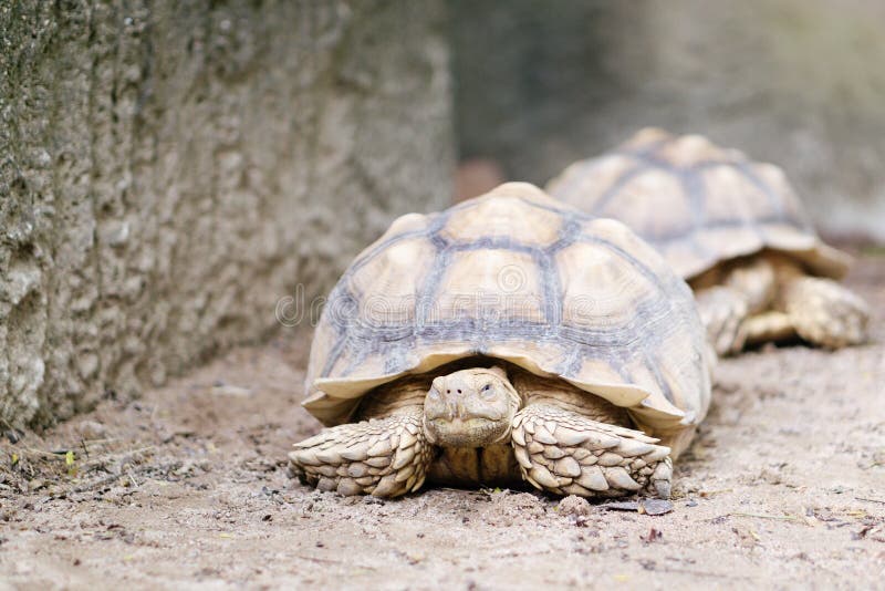 Закройте вверх АФРИКАНСКОЙ ПРИШПОРЕННОЙ ЧЕРЕПАХИ & x28; Sulcata& x29 Geochelone; tortoi стоковое изображение rf Закройте вверх АФРИКАНСКОЙ ПРИШПОРЕННОЙ ЧЕРЕПАХИ & x28; Sulcata& x29 Geochelone; tortoi стоковое изображение rf