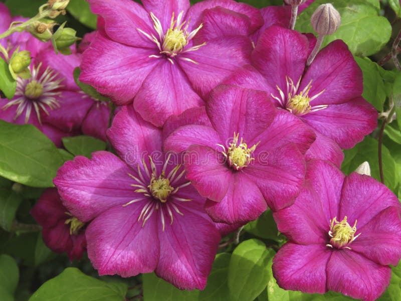 Закройте вверх большого цветя clematis Ville de Лиона стоковое изображение rf Закройте вверх большого цветя clematis Ville de Лиона стоковое изображение rf