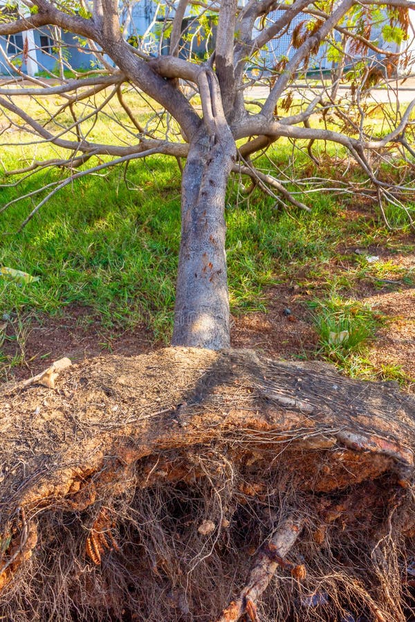 Закройте вверх выкорчеванного tress во время циклона Vardah в Ченнаи, Индии Декабрь 2016 стоковое фото rf Закройте вверх выкорчеванного tress во время циклона Vardah в Ченнаи, Индии Декабрь 2016 стоковое фото rf