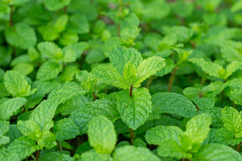 Close up of Peppermint leaf. Close up of Peppermint leaf