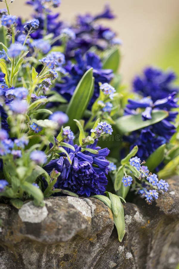 Закройте вверх красивых красочных bluebells и flowe незабудки стоковое изображение rf Закройте вверх красивых красочных bluebells и flowe незабудки стоковое изображение rf