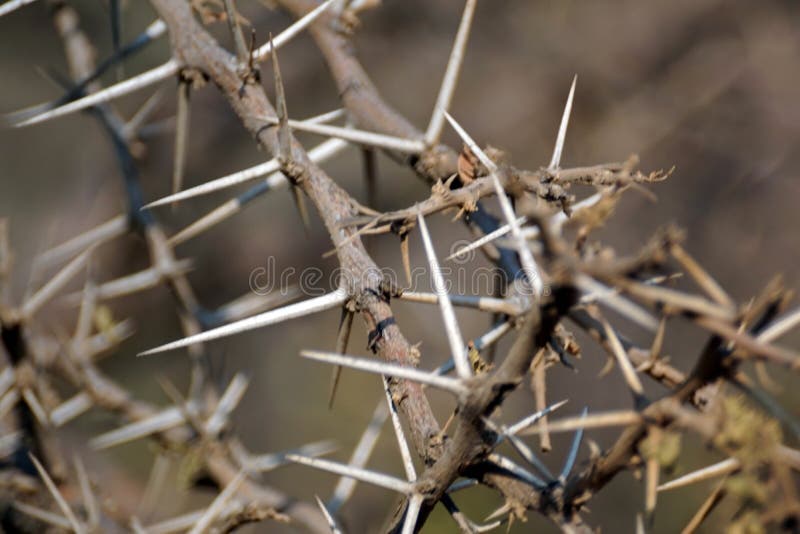 Close up of a thorn bush in Pilanesberg Naitional Park, South Africa. Close up of a thorn bush in Pilanesberg Naitional Park, South Africa