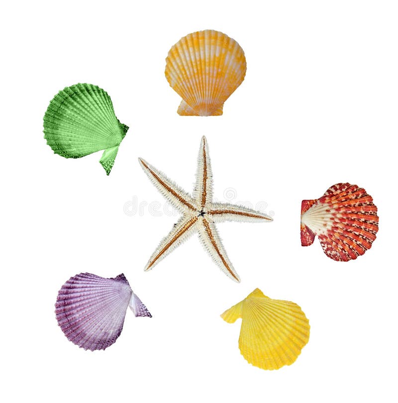 Закройте вверх морских звёзд и seashells стоковое фото Закройте вверх морских звёзд и seashells стоковое фото