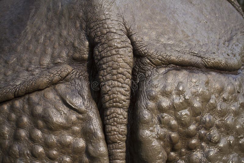 Закройте вверх на коже большого одн-horned носорога стоковые изображения Закройте вверх на коже большого одн-horned носорога стоковые изображения