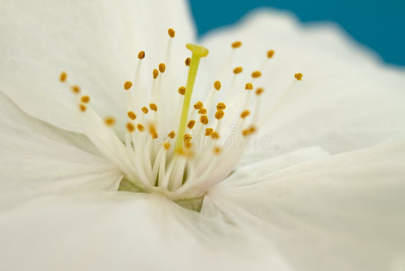 Macro photo of white and yellow spring blossom flower with petals and stamen for gardeners, nature and backgrounds. Macro photo of white and yellow spring blossom flower with petals and stamen for gardeners, nature and backgrounds