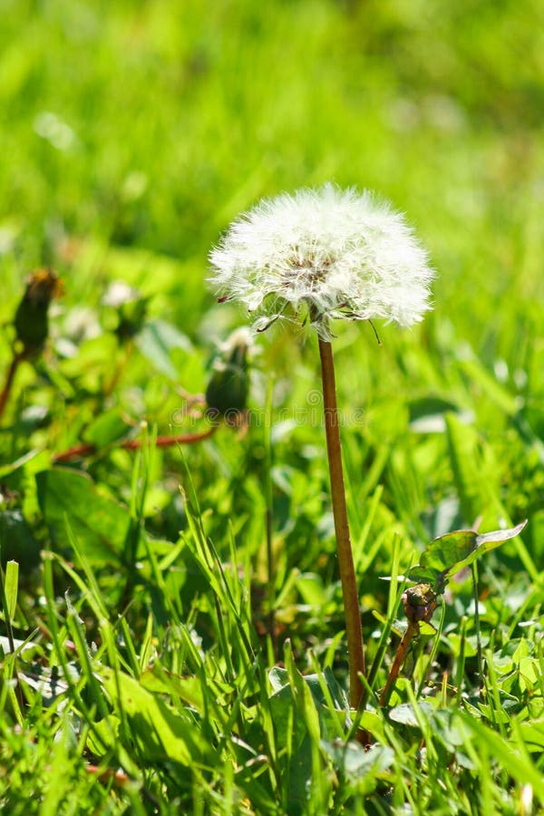 Закройте вверх осеменяя officinale Taraxacum одуванчика против предпосылки sof стоковое изображение rf Закройте вверх осеменяя officinale Taraxacum одуванчика против предпосылки sof стоковое изображение rf