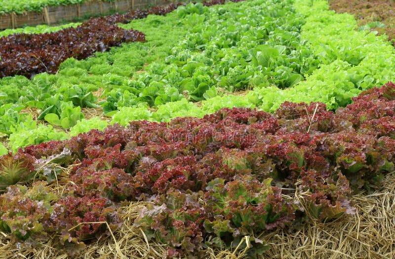Закройте вверх по заводам салата растя в саде, свежем зеленом и красном hydroponic овоще стоковая фотография Закройте вверх по заводам салата растя в саде, свежем зеленом и красном hydroponic овоще стоковая фотография
