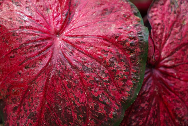 Закройте вверх по лист ферзя leafty заводов или Caladium в темноте. Закройте вверх по красивым лист ферзя leafty заводов или Caladium в темноте - красном цвете с зелеными краем и картиной