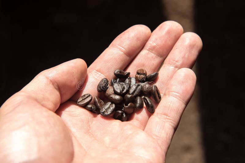 Закройте вверх по кофе Arabica зажаренному в духовке в руке стоковые фото