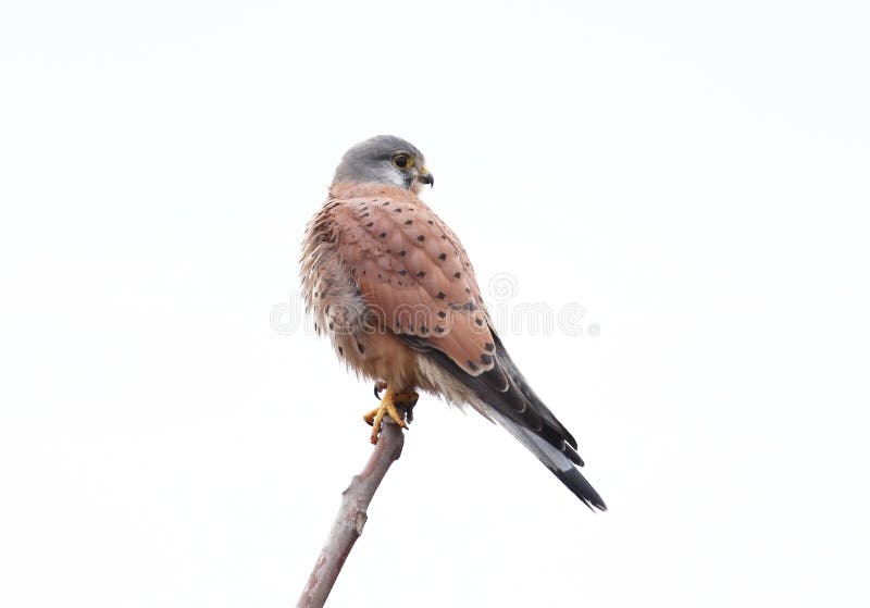 Закройте вверх по фото общего kestrel изолированному на белой предпосылке стоковое изображение Закройте вверх по фото общего kestrel изолированному на белой предпосылке стоковое изображение