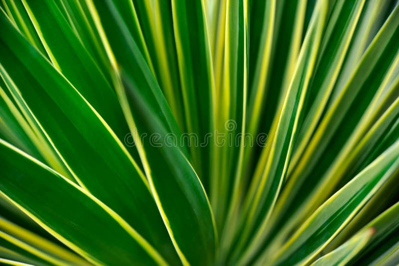 Close up of Yucca - abstract background. Close up of Yucca - abstract background