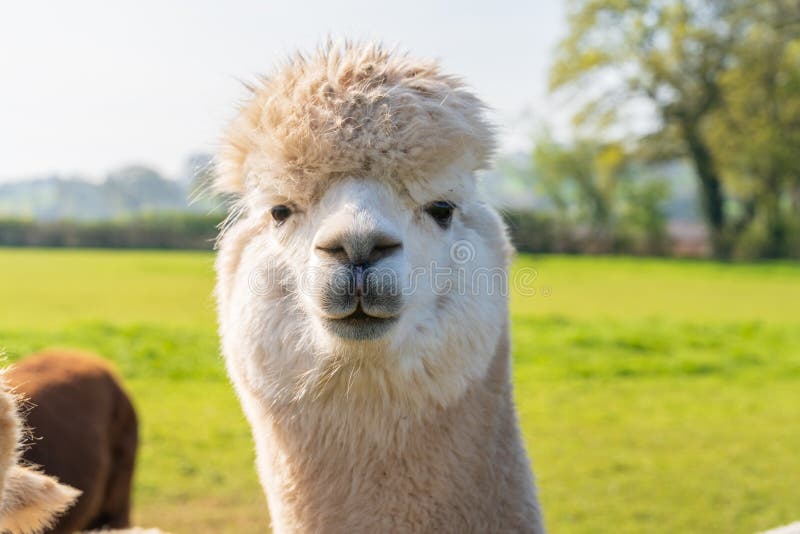 Закройте вверх смешного выглядя белого alpacaa на ферме стоковые фото Закройте вверх смешного выглядя белого alpacaa на ферме стоковые фото