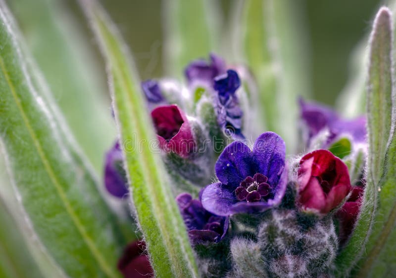 Закройте вверх цветков officinale Cynoglossum Гончая-языка красочных в их типичной среде обитания песчанных дюн, Formby, Sefton стоковое изображение