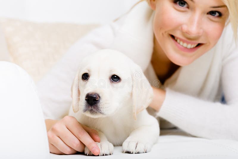 Закройте вверх щенка labrador лежа на софе стоковое фото Закройте вверх щенка labrador лежа на софе стоковое фото