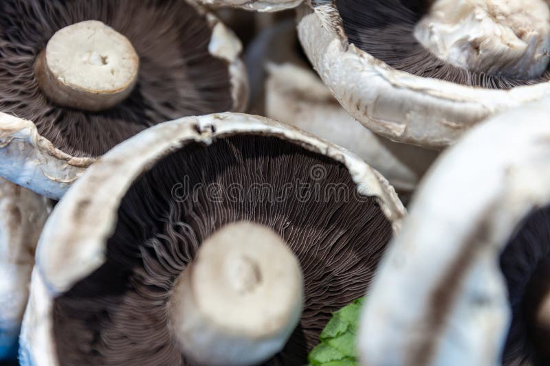 Close up of fresh, white mushrooms with brown gills at a local famers market. Close up of fresh, white mushrooms with brown gills at a local famers market.