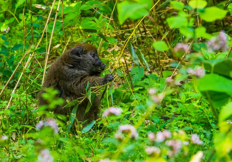 A closeup of a Lac Alaotra bamboo lemur eating leaves, critically endangered primate specie from Madagascar. A closeup of a Lac Alaotra bamboo lemur eating leaves, critically endangered primate specie from Madagascar