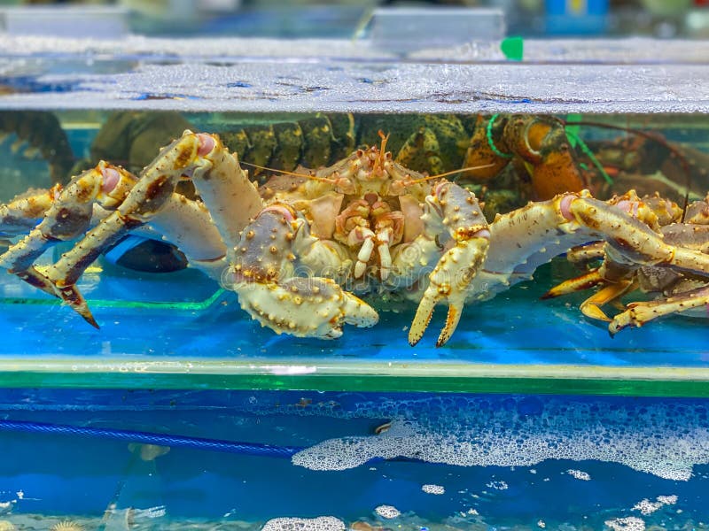 Закрытие фотографии живого краба короля на рынке морепродуктов стоковые изображения rf Закрытие фотографии живого краба короля на рынке морепродуктов стоковые изображения rf