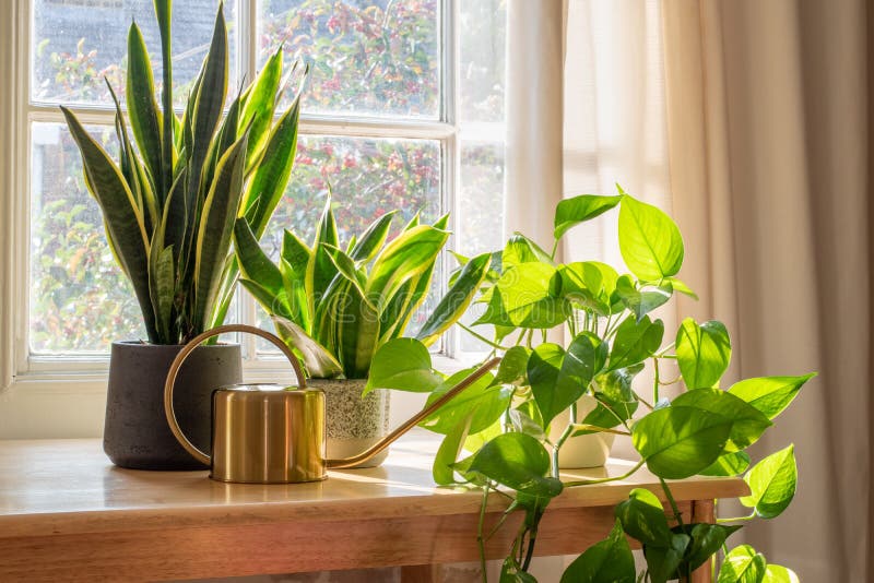 A sansevieria trifasciata snake plant in the window of a modern home or apartment interior. A sansevieria trifasciata snake plant in the window of a modern home or apartment interior.