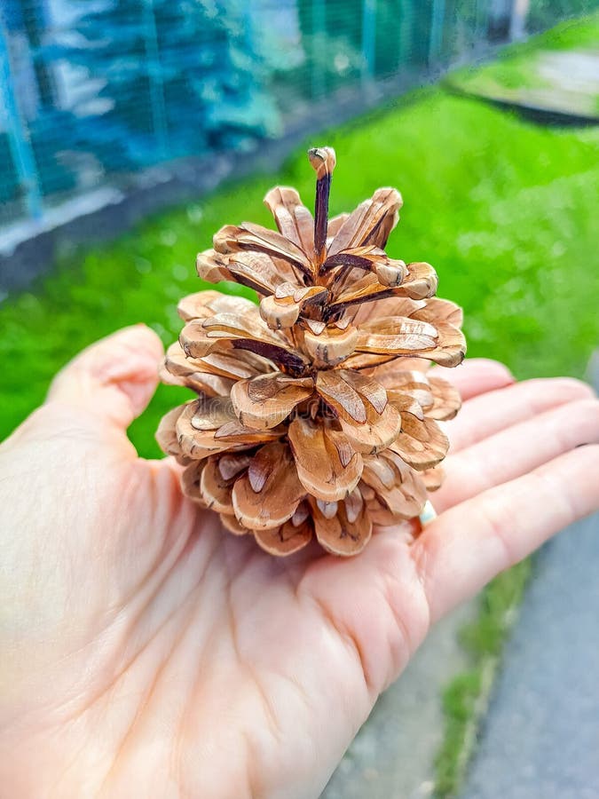 закрытый снимок руки женщины, держащей сосновый конус с семинариями стоковые изображения rf