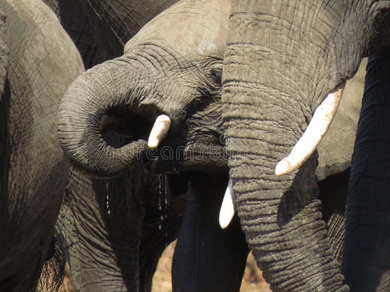 These elephants were captured, drinking water at a waterhole just outside the Shingwedzi Camp, South Africa on the way to Punda Maria. It was taken on 26.08.19 These gentle giants are in endangered by poachers for shooting them for their valuable tusks. All over Africa are endless efforts to stop this senseless killings and rob us from future wildlife sitings for us and our children.More than 100 000 elephants have been killed over the last couple of years. Elephants feed mainly on leaves of trees. These elephants were captured, drinking water at a waterhole just outside the Shingwedzi Camp, South Africa on the way to Punda Maria. It was taken on 26.08.19 These gentle giants are in endangered by poachers for shooting them for their valuable tusks. All over Africa are endless efforts to stop this senseless killings and rob us from future wildlife sitings for us and our children.More than 100 000 elephants have been killed over the last couple of years. Elephants feed mainly on leaves of trees