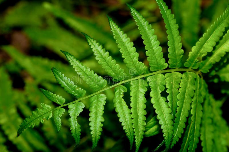 close up green fren for nature background. close up green fren for nature background