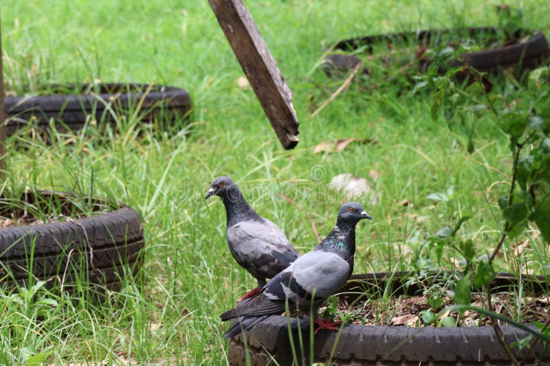 Close up couple of 2 pigeons in tropical forest, morning outdoor nature background. Close up couple of 2 pigeons in tropical forest, morning outdoor nature background.