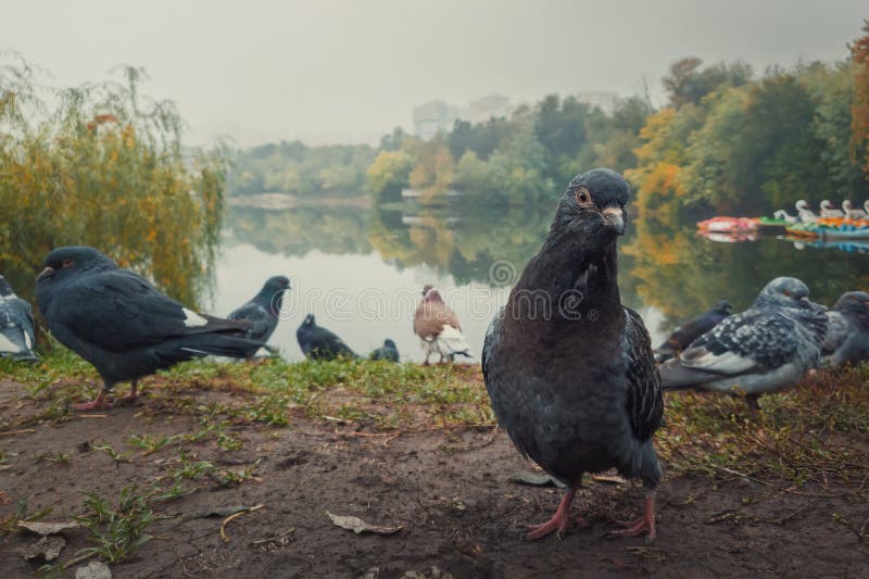 Close up portrait of a single pigeon on the ground in the autumn park. Curious bird looking attentive to camera, posing full body length. Wild dove among a flock stand together in search of food. Close up portrait of a single pigeon on the ground in the autumn park. Curious bird looking attentive to camera, posing full body length. Wild dove among a flock stand together in search of food