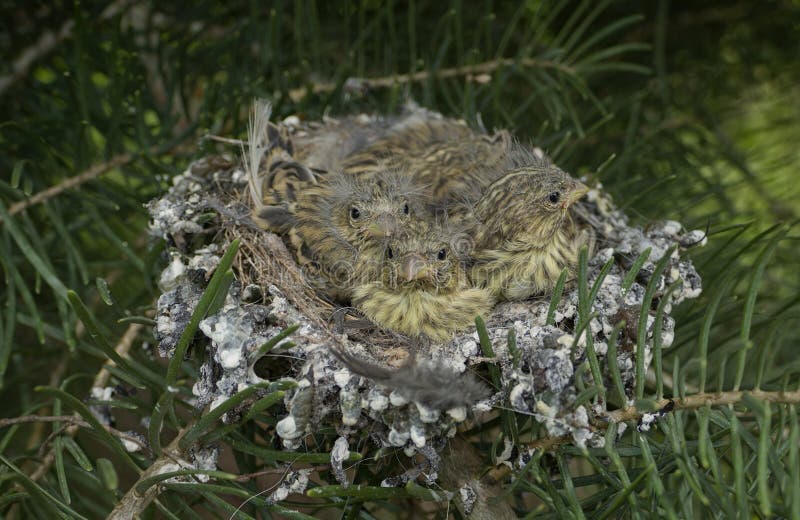 Закрыть 3 птиц ребенка в отпуске. Европейская хлорида хлориды greenfinch на ветви дерева стоковая фотография rf