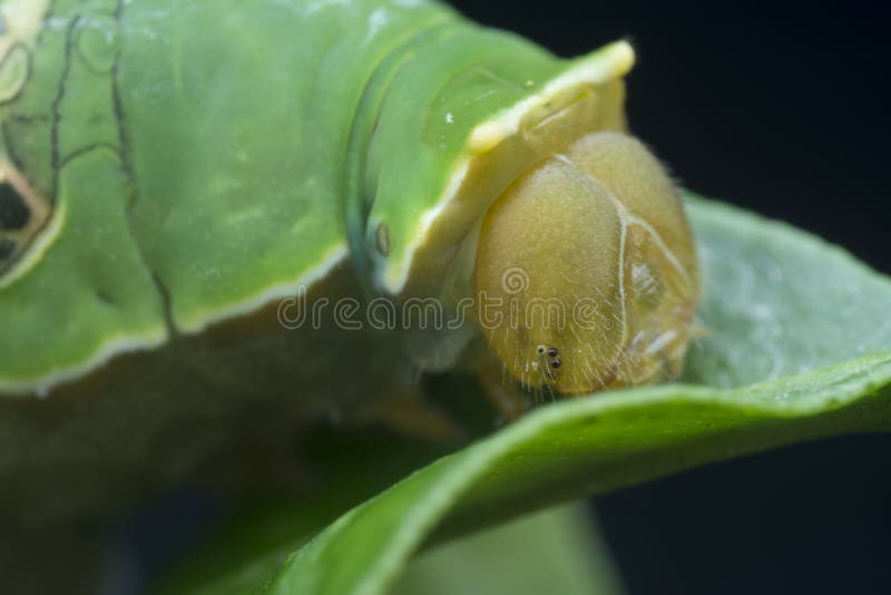 Закрыть снимок caterpillar demoleus papilio. стоковые фотографии rf