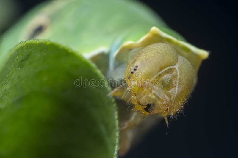 Закрыть снимок caterpillar demoleus papilio. стоковые изображения rf