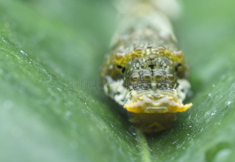 Закрыть снимок caterpillar demoleus papilio. стоковые фото