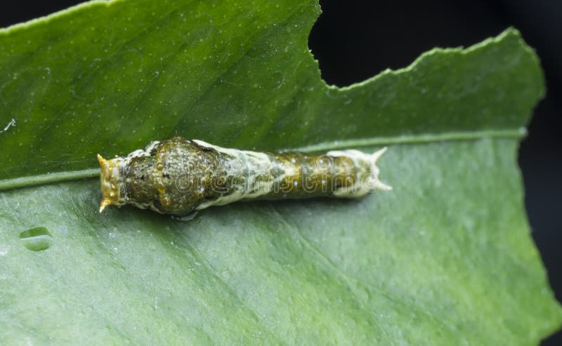 Закрыть снимок caterpillar demoleus papilio. стоковое изображение rf