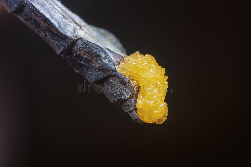 Закрыть снимок dragonfly speciosum albistylum orthetrum. стоковое изображение rf