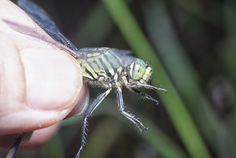 Закрыть снимок зеленого dragonfly hawk болота, сохраняя на палец.