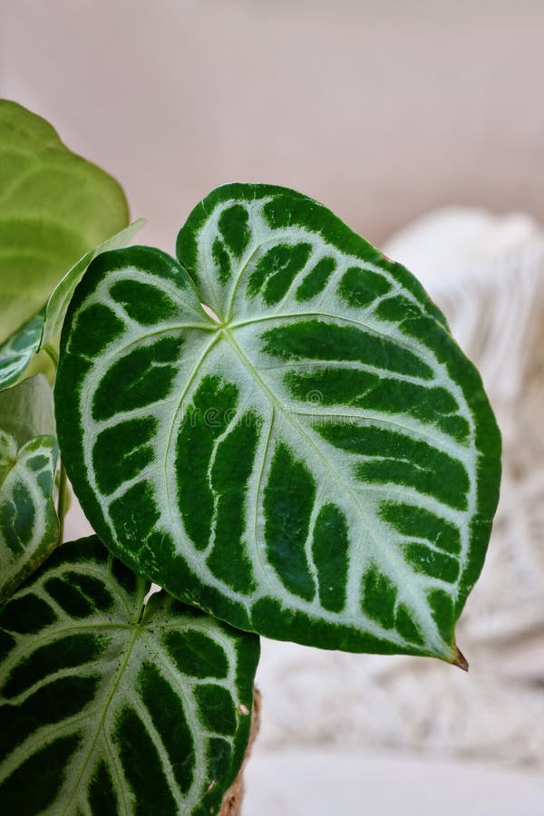 Закрыть экзотический лист Silver Blush Anthurium Crystallinumhouseplant стоковое фото