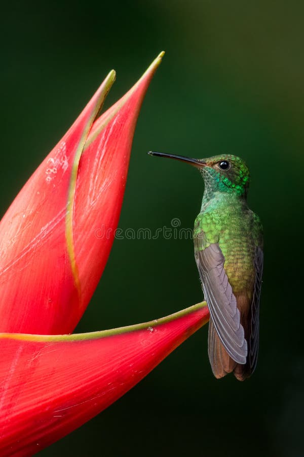 замкнутое rufous hummingbird замкнутое rufous hummingbird