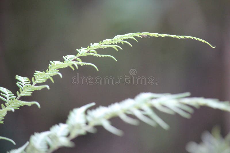 Close up of fren leaves with blurred background in my village. Close up of fren leaves with blurred background in my village