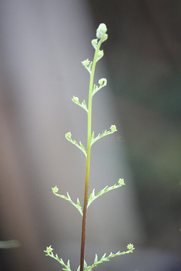 Close up of fren leaves with blurred background in my village. Close up of fren leaves with blurred background in my village