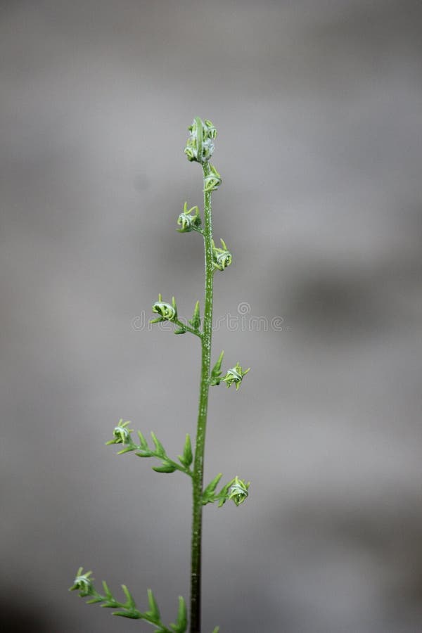 Close up of fren leaves with blurred background in my village. Close up of fren leaves with blurred background in my village