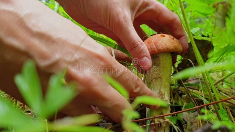 Замыкают руки, убирают грибы из листьев и отрежут их ножом Подгонка грибов в