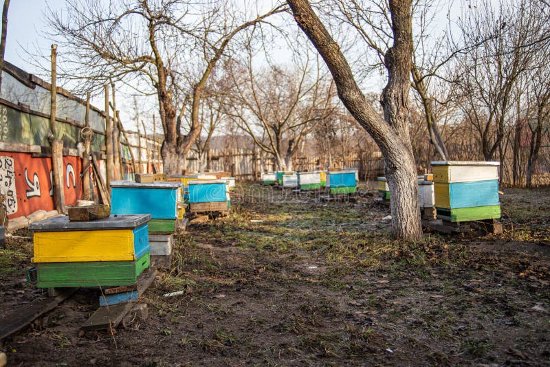 замёрзнуть на земле в апьере зимой. теплые дни в декабре. перевод ульев на зиму. Заморозить апиар мёдом стоковые фотографии rf