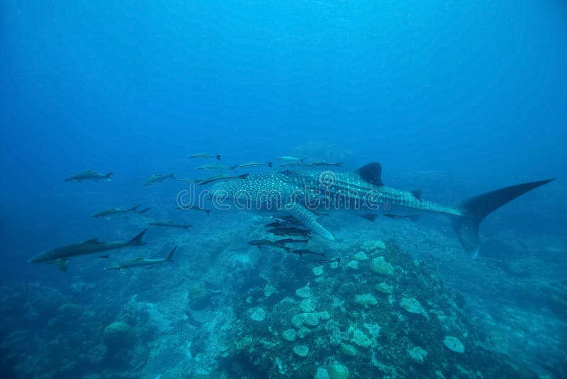 Заплывание typus Rhincodon китовой акулы на кристалле - ясной сини w стоковые фото Заплывание typus Rhincodon китовой акулы на кристалле - ясной сини w стоковые фото