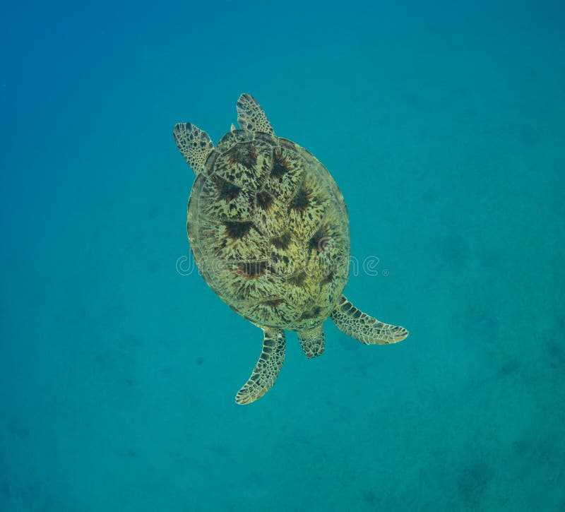 Заплывание черепахи Hawksbill в глубину стоковое изображение