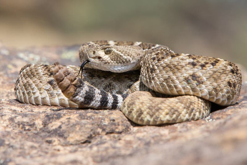 Западный с ромбовидным рисунком на спине rattlesnake представленный для того чтобы поразить стоковое изображение rf Западный с ромбовидным рисунком на спине rattlesnake представленный для того чтобы поразить стоковое изображение rf